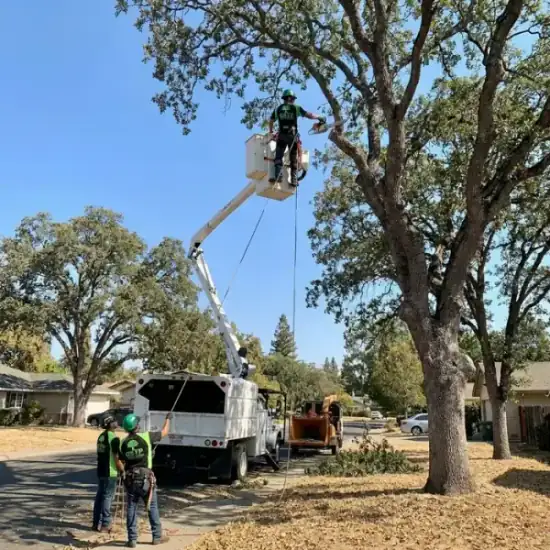 Bucket truck trimming a large oak tree in Riverside
